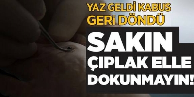 Kene alarmı! Kene ısırığı ölümcül olabilir 